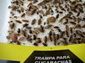 Control Tramp y su efectividad atrapando cucarachas