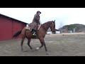 Hollywood venstre galopp
