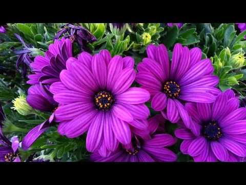 how to collect african daisy seeds