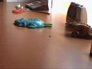 fly frog procesos fly frog procesos