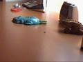 fly frog procesos