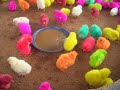 many multicolored chicks