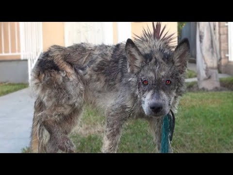 10 Scariest Hybrid Animals That Actually Exist!