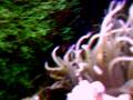 videos de small reef tank