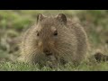 Sloggetts ice rat 1080P
