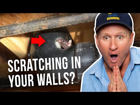 video-linktoworks-Scratching In Walls And Ceiling At Night? We Got You!