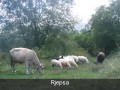 Kraja ne Rumi