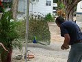 Click here to watch this video BUDDY DANCES WITH PEACOCK