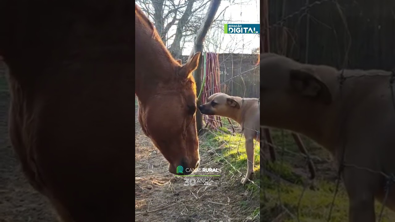 Amizade entre cavalo e cachorro chama atenção pela troca de carinho