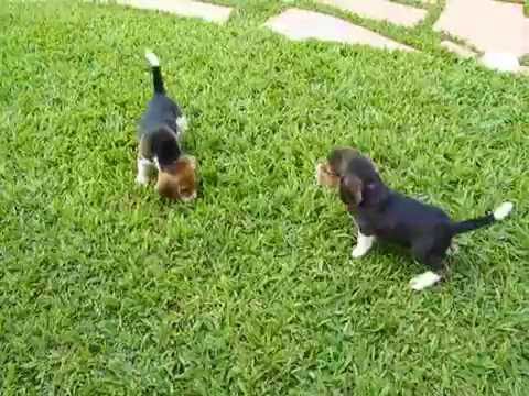 Filhote de Beagle é tudo de bom!