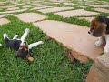 Filhote de Beagle é tudo de bom!