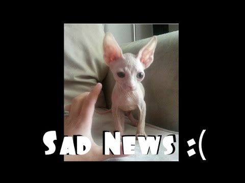 Sad news about our kitty? :(