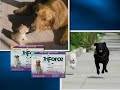 TriForce For Pets - NAPSTV - Tells Mosquitoes To Buzz Off