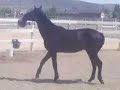 decoto colt with ball decoto colt with ball