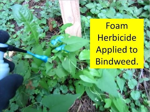 how to get rid of morning glory