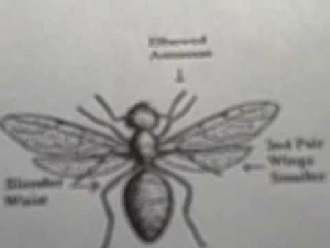 TERMITES VS ANT