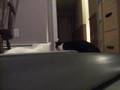 cats vs. treadmill