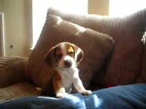 Puppies Youtube on Grappig Filmpje Van Een Beagle Puppy Dat Gezellig Aan Het Huilen Is