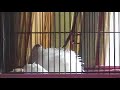 Japanese Quail rooster crow - Texas AM variety