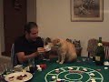 Gato Jugando Poker (Mino Flor Imperial) Gato Jugando Poker (Mino Flor Imperial)
