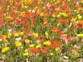 ポピーのお花畑