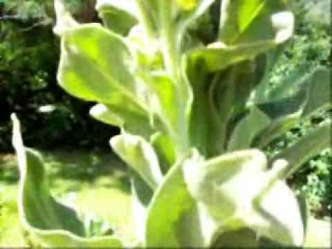 how to break up chest congestion