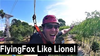 Flying Fox in Bintan