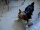 Teco, cachorro fudi&atilde;o!
