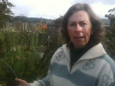 how to harvest beetroot seeds