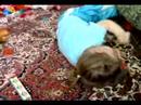 Karam�rsel - Eda T�rkmen