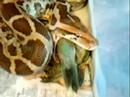 Indian Python