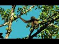 Gibbons @ Tabin Wildlife Reserve, Sabah Malaysian Borneo