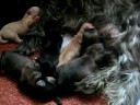 Baya and Her pups 1
