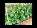 Pepinos