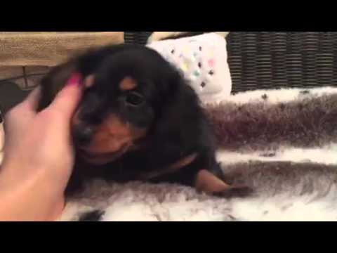 Spunky, black & Tan Mini Dachshund puppy