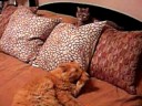 \"Pillow Talk\" starring Big Red \"Pillow Talk\" starring Big Red