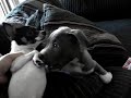My Little Blue Nose Pitbull Chuey My Little Blue Nose Pitbull Chuey