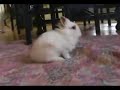 Lionhead rabbit baby Lionhead rabbit baby
