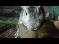 Видео - Случка кроликов без охоты 100% результат