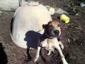 videos de hound video