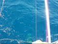 Dolphin fishing in Islamorada, Florida Keys