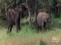 Drunk animals