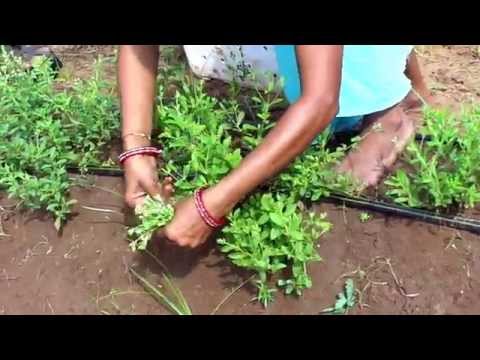 how to transplant culantro