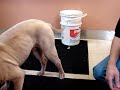 9-8-07 PureBred Shar Pei in need of urgent rescue! 9-8-07 PureBred Shar Pei in need of urgent rescue!