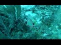 bayahibe saona parguera
