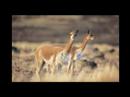 Presentacion Empresa El Quinual