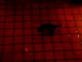 cat following a red laser dot