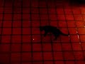 cat following a red laser dot