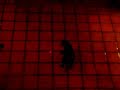 cat following a red laser dot