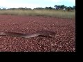 King Brown or Mulga Snake King Brown or Mulga Snake